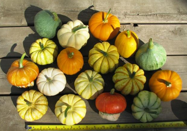 Nhung loai qua ti hon gia dat van duoc nguoi dung ua chuong hinh anh