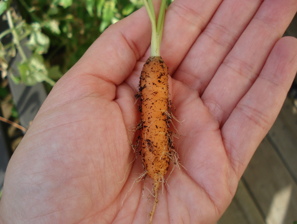 2. Bên cạnh bí ngô mini, cà rốt tí hon cũng là mặt hàng hút khách trong thời gian qua. Theo K.Anna, người từng ăn cà rốt tí hon thì loại quả này tuy chỉ nhỏ bằng ngón tay út nhưng ngon ngọt và giòn hơn cà rốt lớn. Những củ cà rốt mi ni thường được giữ nguyên kích cỡ khi chế biến chứ không cần cắt, thái nhỏ. Ảnh: Saladsandsuch.