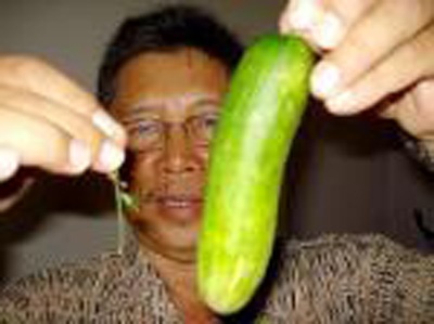 5. Theo VietNamNet, người trồng được loại dưa leo siêu nhỏ này là anh Huỳnh Anh, một kỹ sư 50 tuổi, ở quận Bình Tân TP.HCM. Anh cho biết, điểm đặc biệt của loại dưa leo này là tinh dầu của chúng có nhiều ở lá, quả nên có mùi đặc biệt hơn dưa leo, khi ngửi có cảm giác thư giãn, thơm lâu. Giá bán trung bình 35.000 đồng/kg. Khách mua loại rau này không chê đắt vì hiểu được giá trị dinh dưỡng và sự khó khăn hơn trong việc trồng trọt, thu hoạch. Ảnh: VietNamNet.