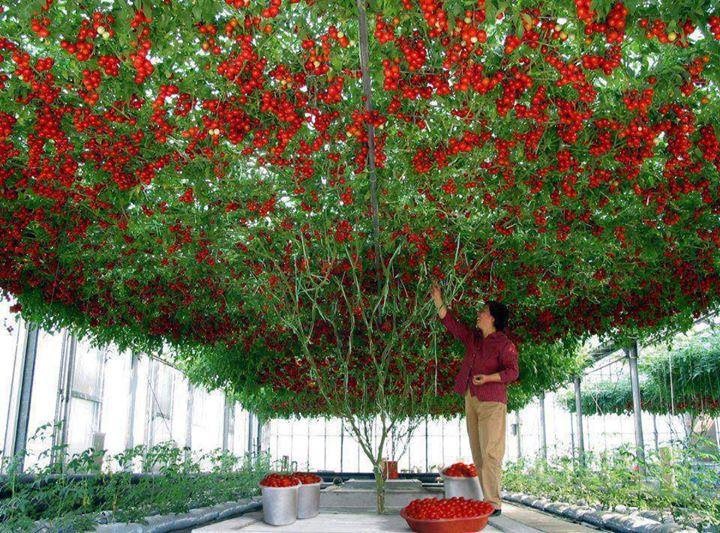 6. Theo admin diễn đàn Kỹ thuật nông nghiệp, thì cà chua bi, tên tiếng Anh là Cherry Tomato, là loại nhỏ của cà chua thông thường. Vị chua nhưng ngọt hơn cà chua thông thường. Loại quả này tuy quả nhỏ, nhưng dễ trồng trong nhiều vụ mỗi năm, quả sai và giá bán cao gấp 2-3 lần cà chua thông thường. Ảnh: Vietcool.