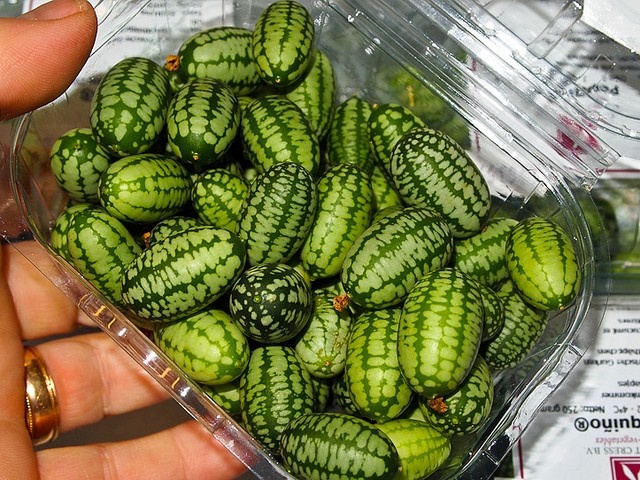 8. Dù mới xuất hiện gần đây, nhưng do hình dáng quả nhỏ xinh vui mắt, lại là giống cây dễ trồng, nên hạt giống dưa hấu tí hon được bán giá cao nhưng vẫn đông người ưa chuộng. Hiện trên thị trường, loại hạt giống này có giá 20.000 - 25.000 đồng/hạt, tỷ lệ nảy mầm là 70-80%. Ảnh: V.H.