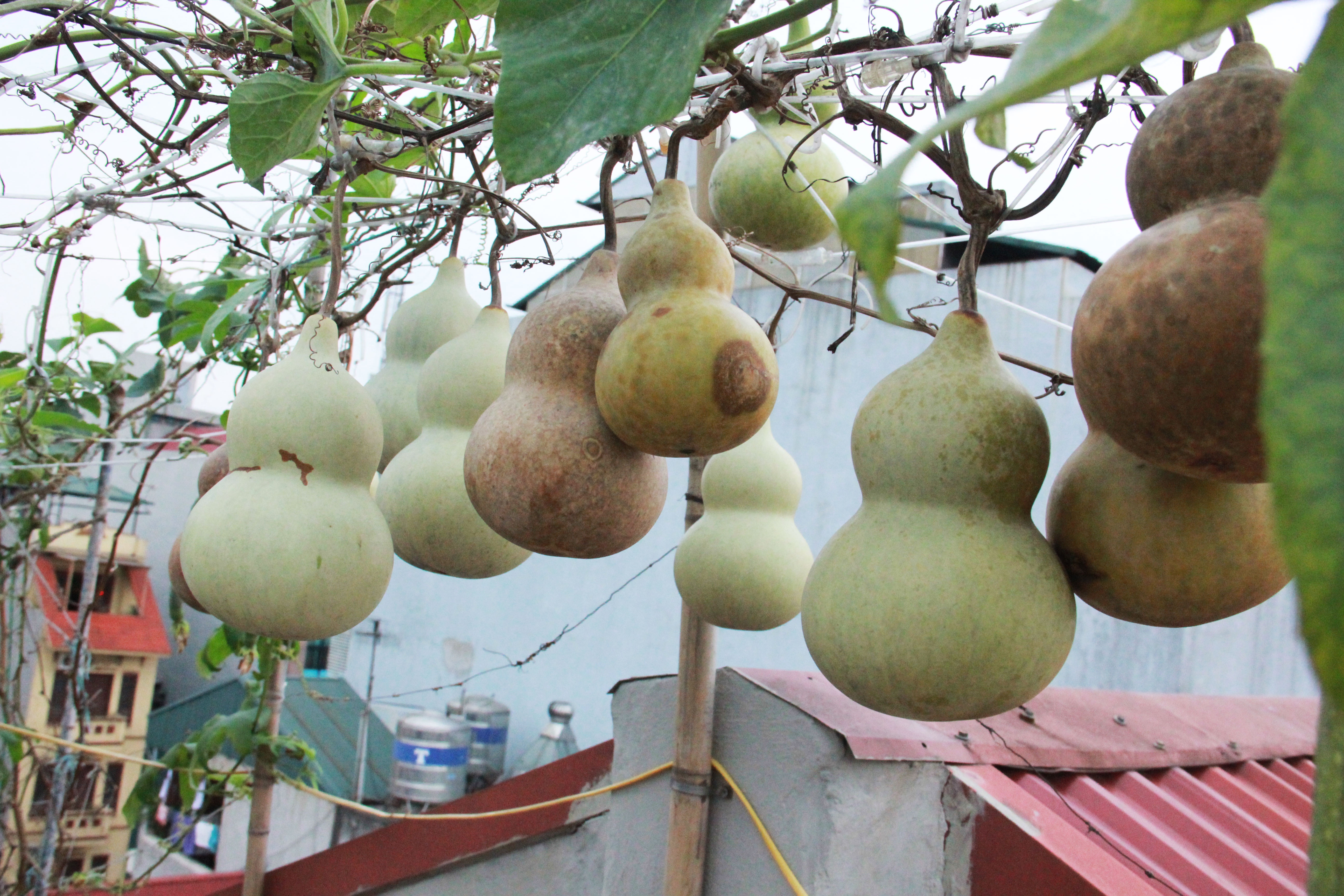 Vuon ho lo an ca nam khong het tren tang thuong giua Ha Noi hinh anh