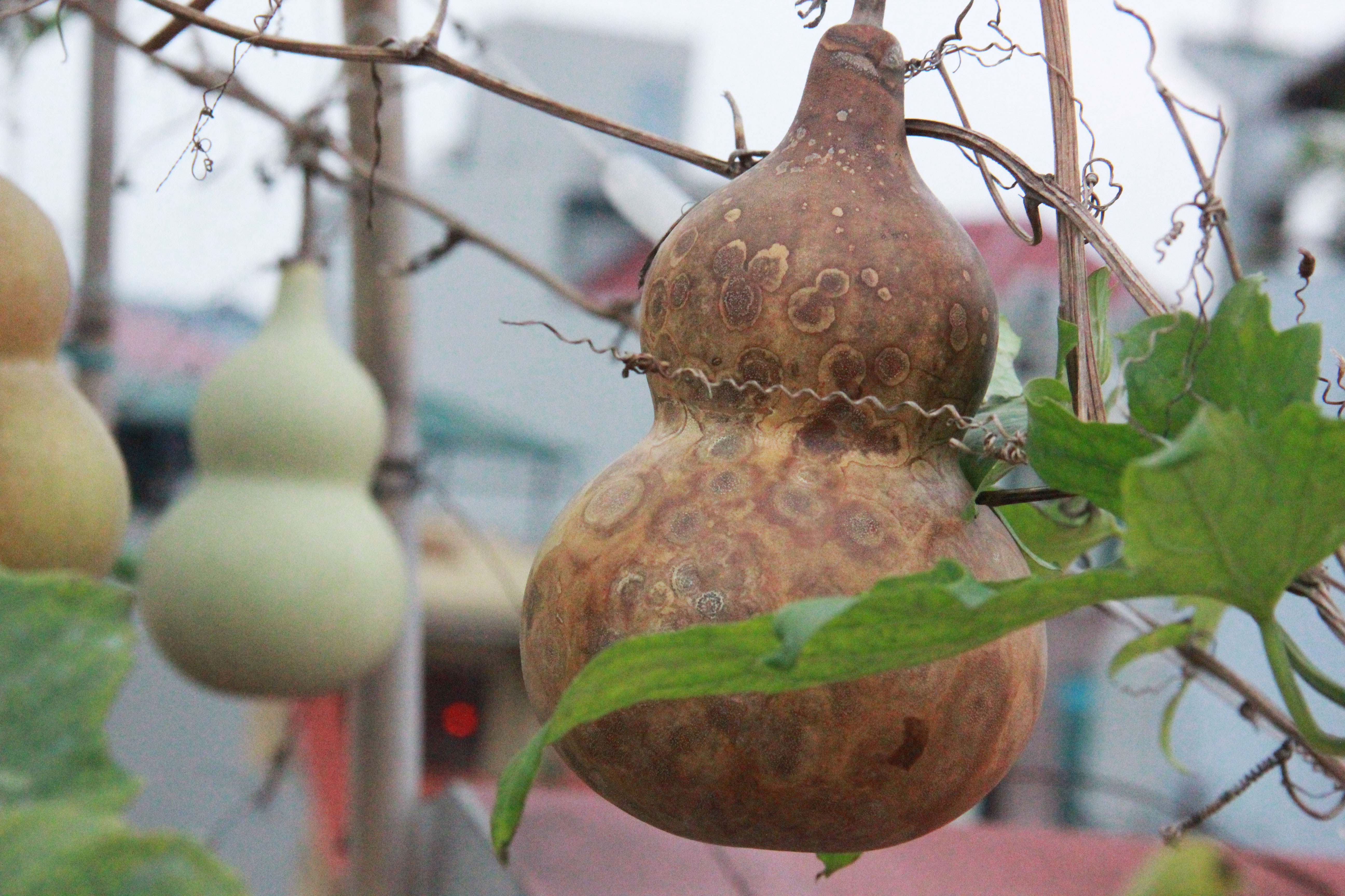 Ngoài tưới nước gạo, bác Thắng không chăm bón gì thêm. Bác cho biết: “Giống bầu rất háo nước nên phải tưới nước thường xuyên. Ngoài ra, vòi cây cứ ngoi đến đâu là tôi lại lập giàn cho nó đến đấy. Mặc dù hạn chế về ánh sáng nhưng chúng phát triển khá nhanh, cho quả nhiều hơn mong đợi”.