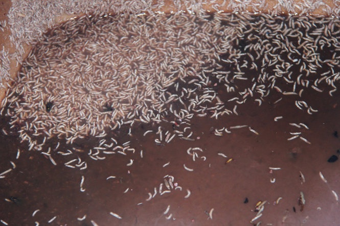 Khi khám xét, cơ quan chức năng còn phát hiện bên hông căn nhà có một thùng cỡ lớn loại 500 lít chứa nguyên liệu mắm tôm với hàng nghìn con dòi bò lúc nhúc. Theo chủ cơ sở này, mắm được mua từ các tỉnh phía Bắc và Hà Nội về, sau đó ông chế biến và sang chiết từ thùng lớn sang chai nhỏ rồi cung cấp ra thị trường. Tuy nhiên cơ sở mắm tôm này không có giấy phép kinh doanh và cũng không cung cấp giấy tờ chứng minh nguồn gốc số mắm trên, hoạt động hoàn toàn trái phép. Ảnh: Lao động.