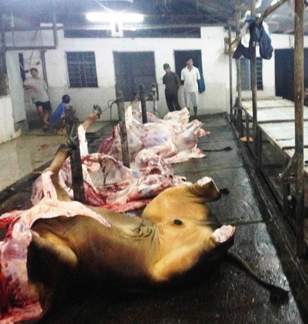 14.	Trước khi đưa bò vào lò mổ, nhân viên cơ sở này dùng vòi nước thọc vào họng rồi bơm nước thẳng vào bụng bò. Mỗi lần bơm cách nhau khoảng 2-3 giờ, đến khi dạ dày bò “quá tải”. Tại hiện trường phát hiện nhân viên đang bơm nước vào trong bò, khiến một số con trong tình trạng sùi bọt mép, mũi và miệng bò nước tuồn ra liêp tiếp. Được biết, mỗi con bò khi bơm nước sẽ tăng thêm 10 – 12 kg (tương đương 2-2,5 triệu đồng). “Hành vi bơm nước vào bò trước khi giết mổ gây ảnh hưởng nghiêm trọng đến sức khỏe và quyền lợi của người tiêu dùng. Nếu nguồn nước không đảm bảo thì thịt dễ nhiễm các loại vi sinh vật gây hại. Thậm chí, các chất độc khác từ môi trường bên ngoài sẽ theo nước vào cơ thể bò, thấm qua dạ dày, đi vào ngũ tạng rồi đến các mô thịt dẫn tới nhiễm khuẩn. Sức khỏe người tiêu dùng bị đe dọa” một cán bộ thú y cho biết. Ảnh: Dân Việt. 