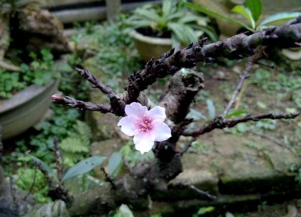 Dao rung the dep 10 trieu dong/goc, dat truoc van kho mua hinh anh