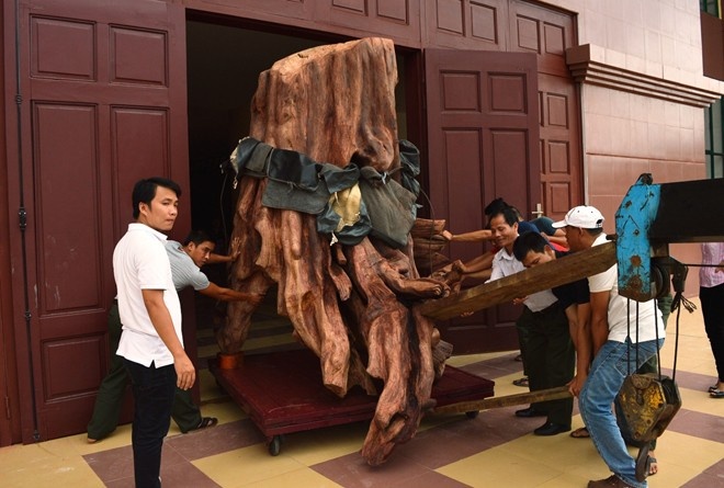 2.	Sau nhiều  tháng hoàn thiện xong các quá trình liên quan, đầu giờ chiều ngày 20/10, gốc sưa khủng đã được đưa vào Bảo tàng tổng hợp tỉnh Quảng Bình để trưng bày. 