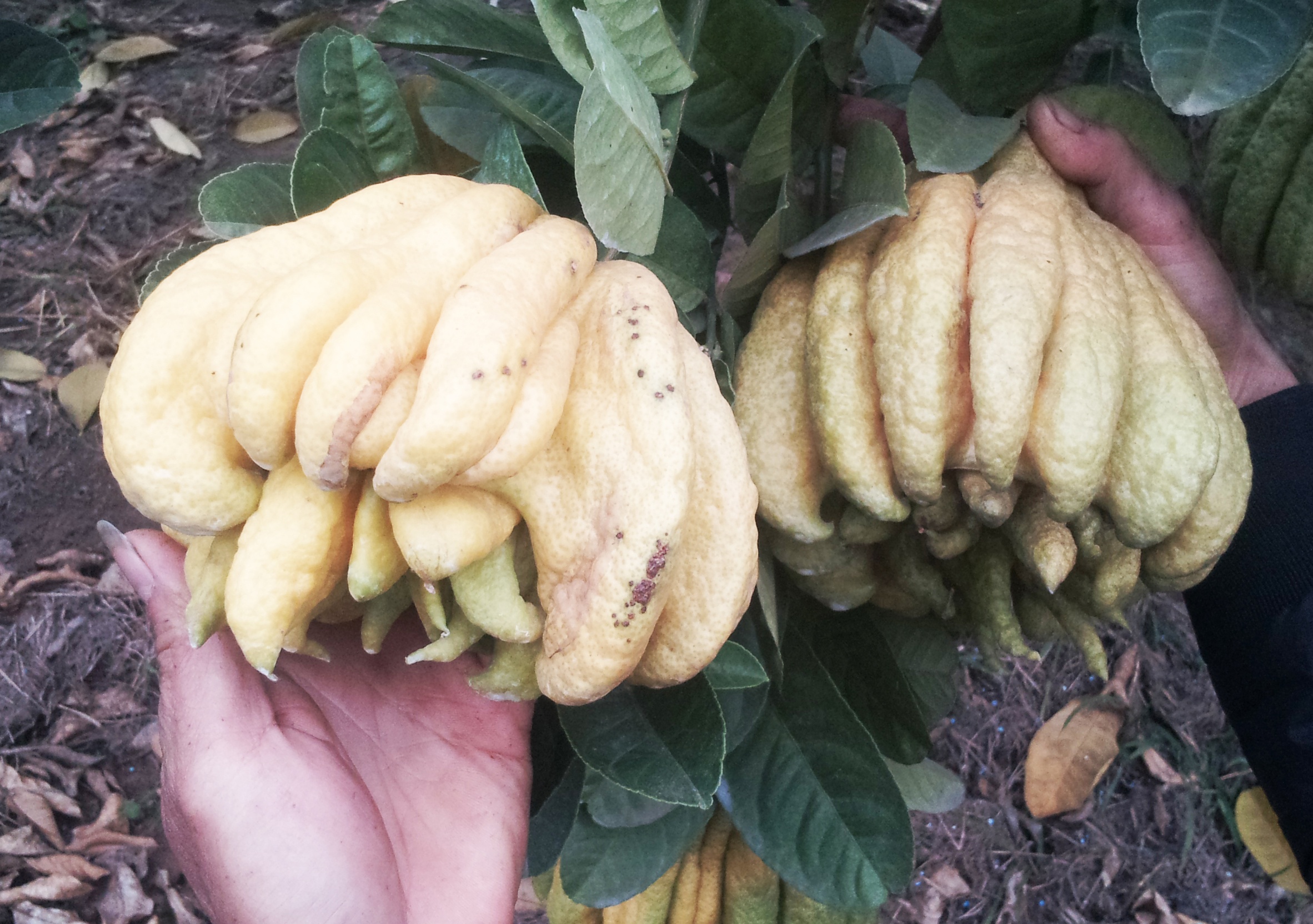 Nguoi trong phat thu chung Tet mat tien ty vi qua chin som hinh anh