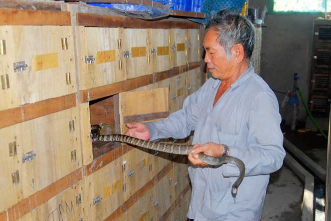 4. Nuôi rắn hổ hèo trong hộc tủ Ông Trần Văn Lèo ở Tri Tôn, An Giang đã thành công với mô hình nuôi rắn hổ hèo trong hộc tủ. Chiếc tủ nuôi rắn được dựng sát vách trong nhà ở, với chiều dài 2 - 4 m. Mặt sau được đóng kính, mặt trước có nhiều hộc nhỏ diện tích bằng nhau, có cánh cửa đống mở, với chiều ngang 30 cm, chiều sâu 50 cm. Hiện ông Lèo có trên 1.000 hộc tủ, thì 500 hộc để nuôi rắn, số còn lại là “nhà dự bị” cho đàn rắn khi ông vệ sinh chuồng trại. Ảnh: Ngọc Trinh. 