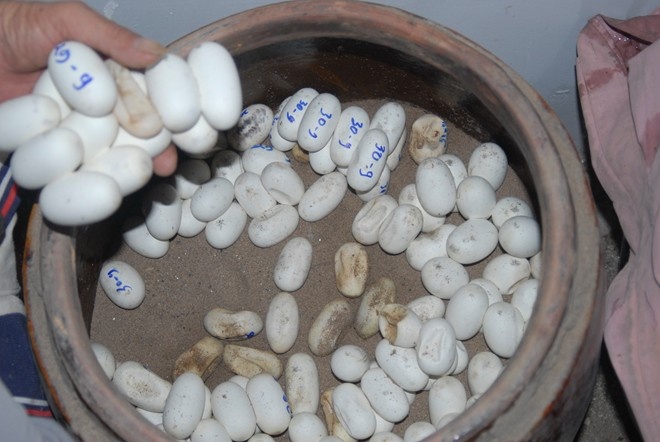 Trên thị trường, rắn hổ hèo có cân nặng từ 1,2 kg trở lên giá bán 700.000 đồng/kg. Loại từ 700 gam đến 1,2 kg giá 600.000 đồng/kg. Loại thấp nhất từ 700 gam trở xuống giá cũng 450.000 đồng/kg. Nếu tính đàn rắn hiện có và giá bán như hiện nay, ông Lèo cho biết, trung bình mỗi vụ ông thu khoảng 150 triệu đồng. Ảnh: Ngọc Trinh. 