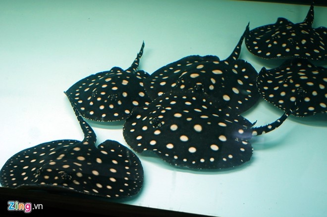 Tại một trại nuôi sam ở Hà Đông, Hà Nội, một con sam giống nhỏ từ 2 tháng tuổi trở lên cũng có giá 15 - 20 triệu đồng/con, cá biệt có những con đẹp có giá lên tới 26 - 27 triệu đồng. Thức ăn cho sam rất tốn kém. Trung bình 1 ngày, 1 con sam trưởng thành có thể ăn tới 2,5 kg tôm trong 2-3 bữa chính, chưa kể bữa phụ. Ngoài ra, mỗi tháng trại sam này còn ngốn hết khoảng 15 triệu đồng tiền điện và gần 2 triệu tiền nước. Ảnh: Mạnh Thắng. 