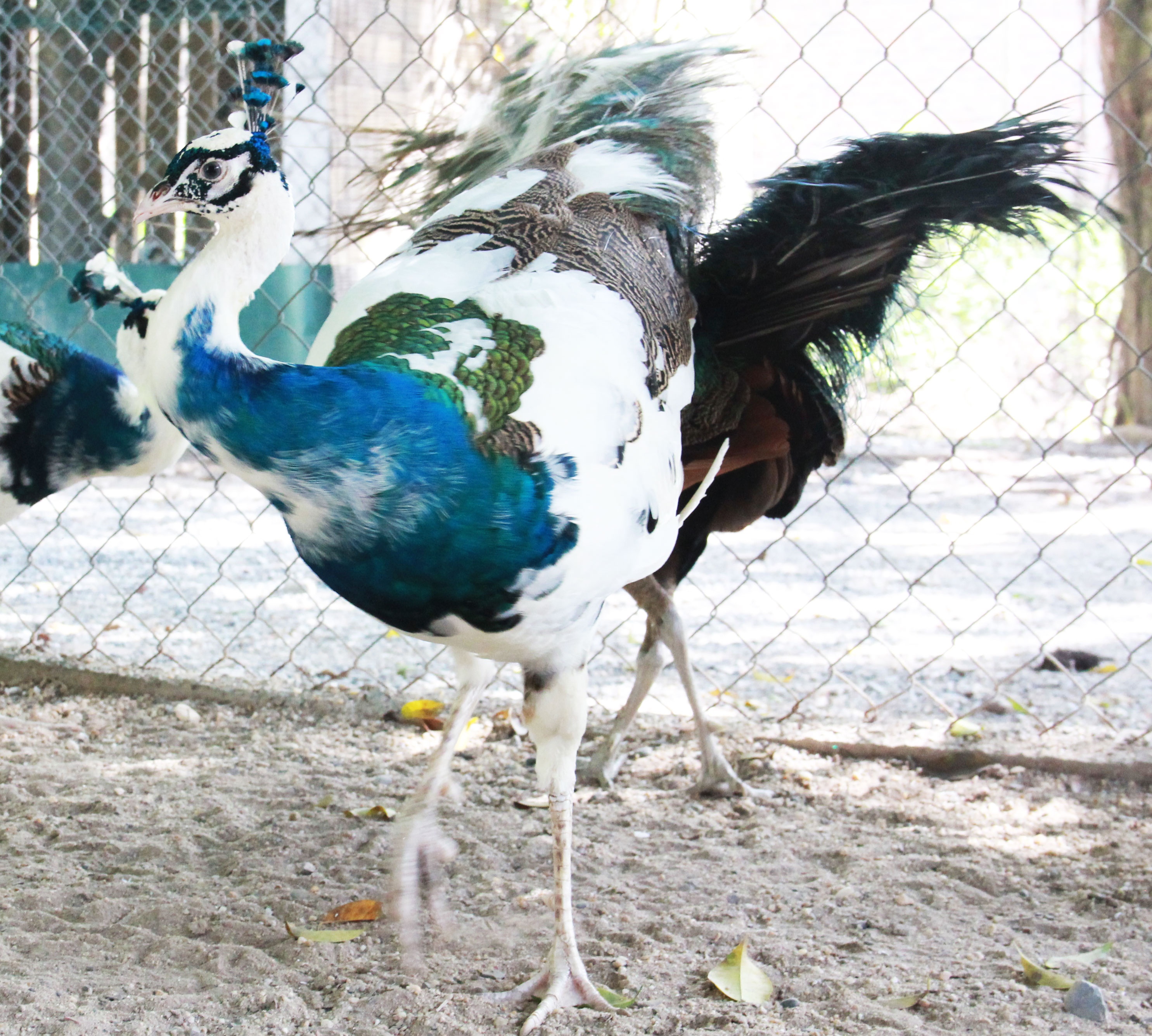 20 triệu đồng một con công đột biến lông Tại Việt Nam, chim công là loài chim quý hiếm có tên trong sách đỏ Việt Nam (Nhóm 1B). Do đó, nó trở thành con vật cảnh đẹp quý hiếm và có giá đắt đỏ vô cùng. Trung bình, một con công bình thường giá khoảng 7 – 10 triệu đồng, nhưng con đột biến lông có thể lên đến 15 đến 20 triệu đồng. Ảnh: Ngọc Lan.