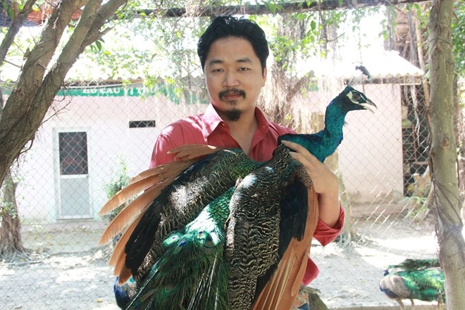 Theo các chủ vườn chim công thì do đặc thù khí hậu Việt Nam nên tỷ lệ nhân giống được công màu lông đột biến không hề dễ dàng. Cứ 100 cá thể chim công được sinh ra sẽ có từ 1 đến 3 cá thể chim công đột biến ở dạng trên. Chi phí nuôi chim công rất thấp, chỉ 1.000 đồng/ngày/con. Do độ hiếm và chi phí nuôi rẻ nên những người giàu có vẫn tìm mua bằng được những con lông đột biến về chơi cảnh. Ảnh: Ngọc Lan.