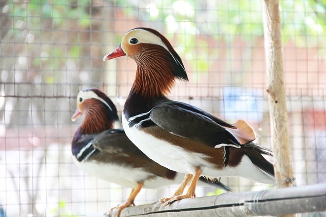 Vịt uyên ương đang trở thành con vật cảnh có giá đắt đỏ hiện nay. Khách chơi vịt uyên ương thường chơi theo cặp, một trống, một mái, tượng trưng cho cặp vợ chồng. Đặc tính của loài vịt này là biết bay, sinh sản trong các khu vực nhiều cây cối, gần ao hồ, đầm lầy nên chỉ phù hợp với gia đình có bể tiểu cảnh hoặc biệt thự, nhà vườn. Ảnh: Ngọc Lan.