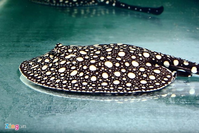 Chơi sam tiền tỷ Sam cảnh hiện đang được dân chơi cá xếp vào top vật nuôi đẹp hàng ở đầu ở Việt Nam. Trên thị trường thế giới, những con sam cảnh đẹp được rao bán với giá vô cùng đắt đỏ, từ vài trăm triệu đến hàng tỷ đồng.  Ảnh: Mạnh Thắng.