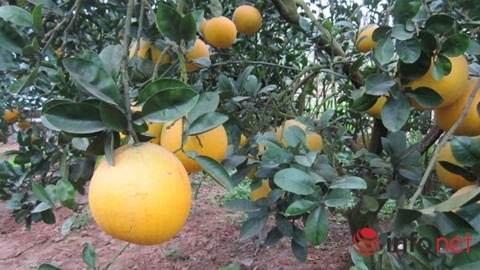 Dac san buoi Dien duoc het gia tram ngan moi qua tai vuon hinh anh