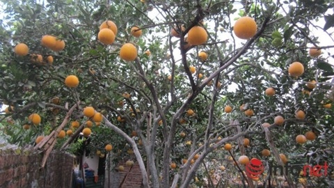 Bưởi trồng trong đất thổ cư, trong vườn nhà có thể lên tới 100.000 đồng/quả