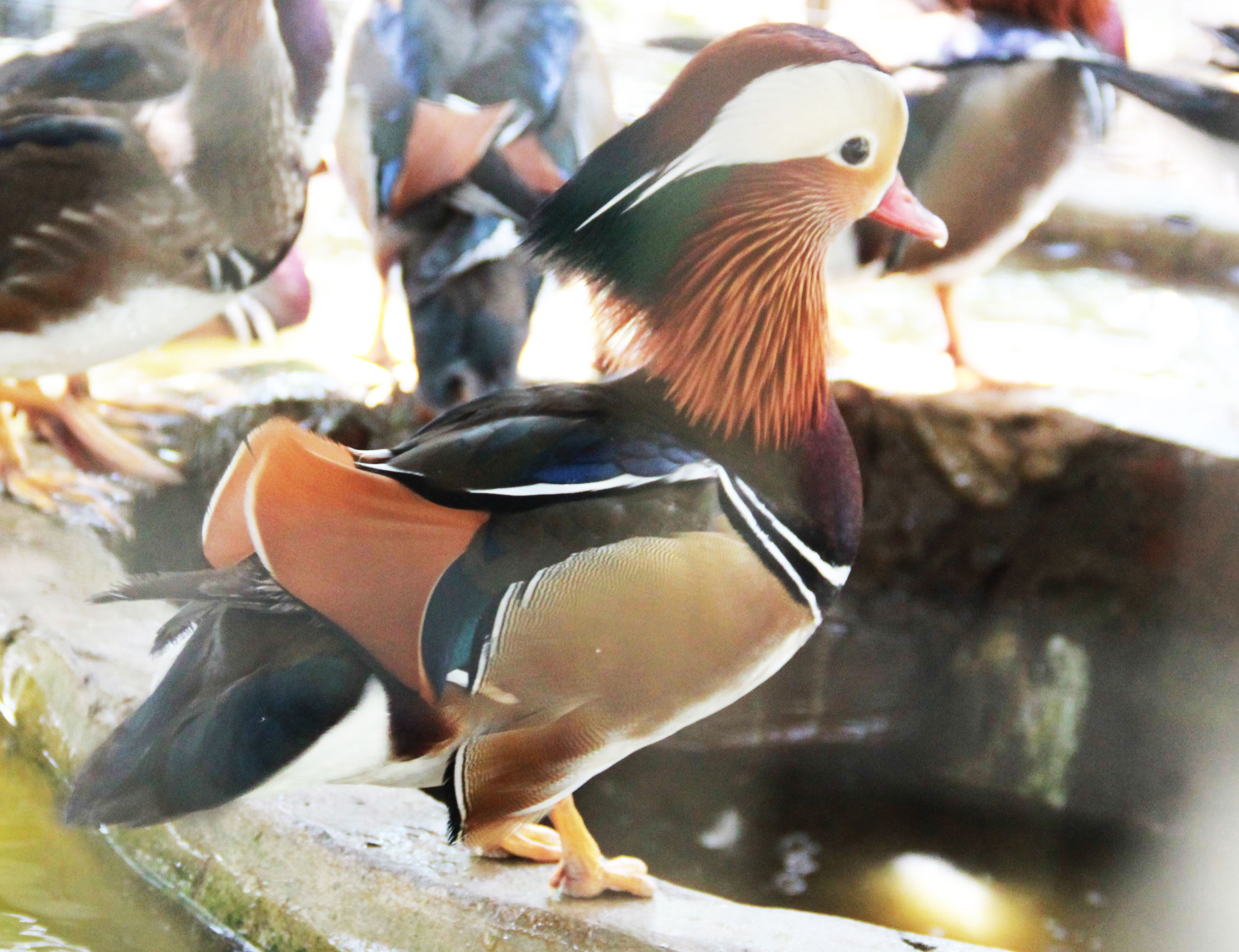 12 triệu đồng/cặp vịt uyên ương lông ngũ sắc Có màu lông ngũ sắc, lại được cho là biểu tượng của hạnh phúc nên vịt uyên ương đặc biệt thu hút giới nhà giàu. Hiện trên thị trường, mỗi cặp vịt uyên ương có giá giá dao động 11 – 15 triệu đồng. Ảnh: Ngọc Lan. 