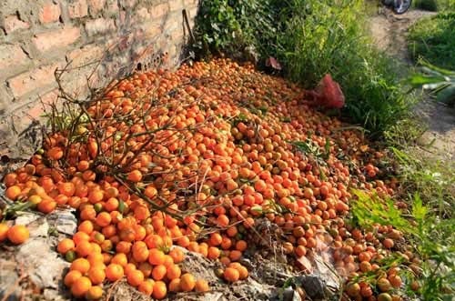 Theo Dân Việt đưa tin, hình ảnh quất héo xếp thành từng đống đã quá quen mắt với người qua lại 2 tháng này. Theo ước tính của Hợp tác xã Dịch vụ nông nghiệp phường Tứ Liên, số lượng quất chết cũng lên tới 50 % diện tích trồng. 20 năm làm nghề trồng quất, ông Nguyễn Văn Chính (50 tuổi, Tứ Liên) cho biết: “Tôi chưa từng thấy năm nào cây chết nhiều như năm nay. Gia đình tôi có khoảng 800 gốc thì 100 gốc đã hỏng và chặt bỏ, 300 gốc còn lại phải ngắt hết quả để cứu cây”. Ảnh: Dân Việt.