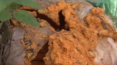 4. Bí ngô mất mùa  Cuối năm, Chưa bao giờ người trồng bí ngô ở xã Ninh Thân, thị xã Ninh Hòa, tỉnh Khánh Hòa lại lâm vào cảnh khốn khổ như năm nay. Mất mùa, năng suất giảm 20%, mất giá chỉ bằng 1/3 so với năm ngoái… số phận những trái bí ngô phụ thuộc hoàn toàn vào thương lái. Ảnh: Clip VTV. 