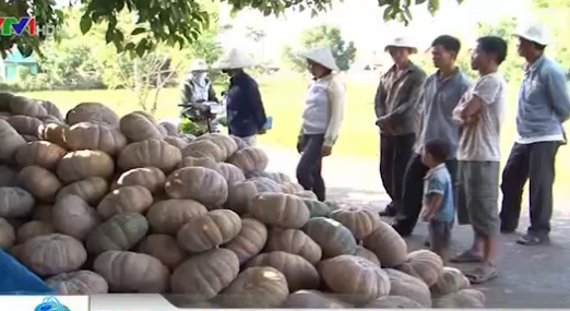 Theo VTV, Những trái bí ngô chất hàng đống trên đường, bán giá từ 500 cho đến 1.000 đồng. Sự trễ hẹn của thương lái khiến lượng lớn bí ngô bị héo, hỏng, phải đổ cả cho bò ăn. Những trái bí ngô cũng như số phận người nông dân, chỉ biết trông chờ vào may rủi và thái độ của thương lái. Điệp khúc mất mùa, mất giá vì thế cứ nối dài từ vụ này sang vụ khác. Ảnh: Clip VTV. 