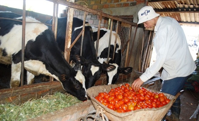 Nhiều hộ dân bấm bụng ra tìm vựa chào bán giá 700 -1.000 đồng/kg cà chua nhưng thương lái vẫn lắc đầu từ chối. Thậm chí một số địa điểm cách xa vựa thu mua khoảng 15-30km, giá cà chua mua tại vườn chỉ còn 300-500 đồng/ kg do chi phí vận chuyển cao. Tại các con đường vào xã Đạ Ròn, huyện Đơn Dương, một số nơi người dân đổ bỏ cà chua giữa đường để mặc xe cộ qua lại cán nát bét - Ảnh: C.Thành