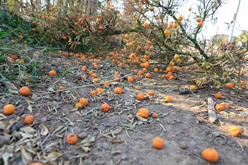 5. Gần Tết, quất chục triệu chết la liệt Khi Tết dương cận kề, người dân làng Tứ Liên (Tây Hồ, Hà Nội) như ngồi trên đống lửa khi hàng nghìn cây quất thế cổ thụ đến thời kỳ quả to vàng bỗng dưng chết hàng loạt mà không rõ nguyên nhân. Đường vào làng quất Tứ Liên chất đầy cây quất khô, quả rụng vàng rực các gốc cây. Ảnh: Dân Việt.