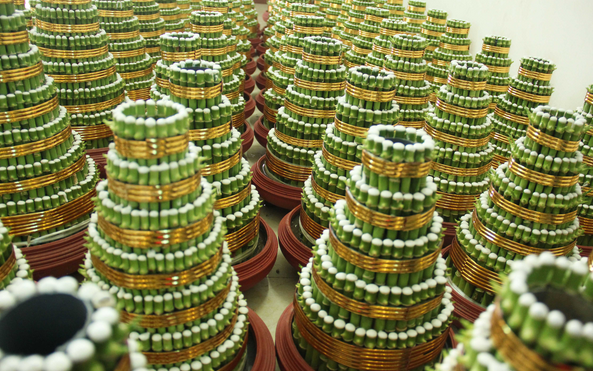 Lam 3 thang giap Tet, du an ca nam nho cay phat loc hinh anh