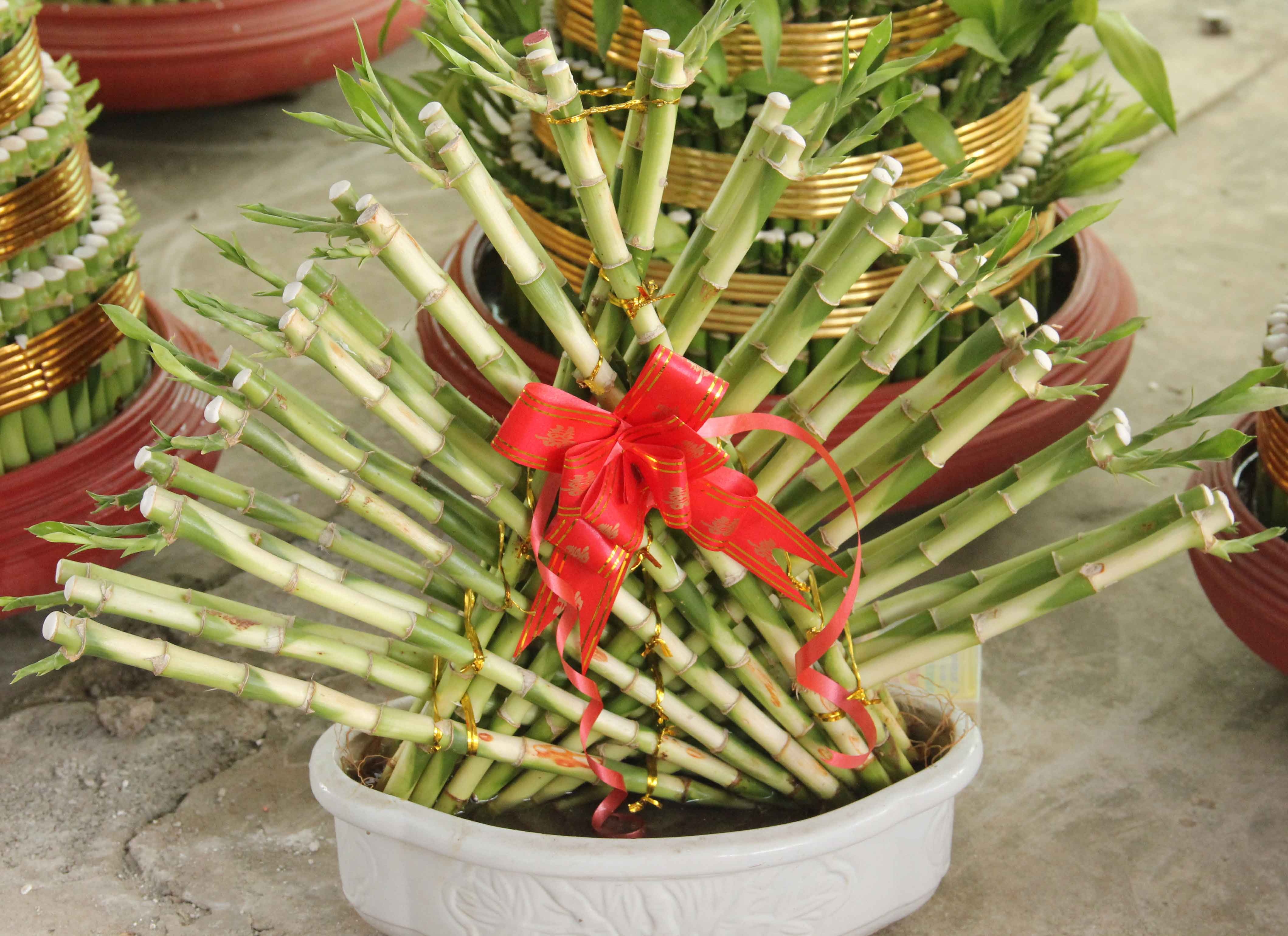 Lam cay phat loc: That mua cung thu loi hinh anh