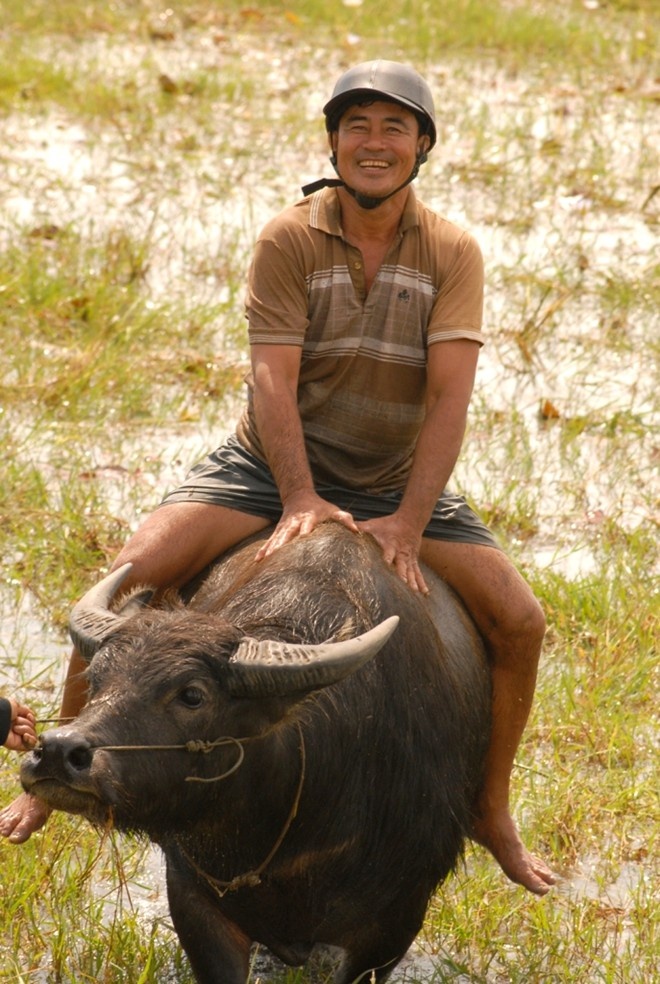 Người chăn trâu thuê trở thành “tỷ phú” Theo nghiệp cha, anh nông dân nghèo Đoàn Văn Liêm (Giang Thành, Kiên Giang) làm nghề chăn trâu mướn và kéo cày thuê từ nhỏ cho đến khi lập gia đình. Sau một thời gian tích góp được chút vốn nhỏ, vợ chồng anh còn không dám sinh con để tậu trâu về  nuôi.  Thậm chí, anh còn đi khắp vùng ĐBSCL, sang Campuchia mua trâu về nuôi. Ảnh: Ngọc Trinh. 