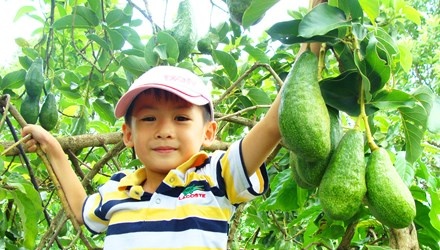 Từ việc buôn bán trái bơ cho đến thử nghiệm trồng và cho ra giống tốt, sau 20 năm nơi đất khách quê người, anh Mười khiến nhiều người quê xứ Nghệ bất ngờ bởi khối tài sản khổng lồ 400 cây bơ sản lượng,10 vạn cây giống cho doanh thu lên đến <abbr class=