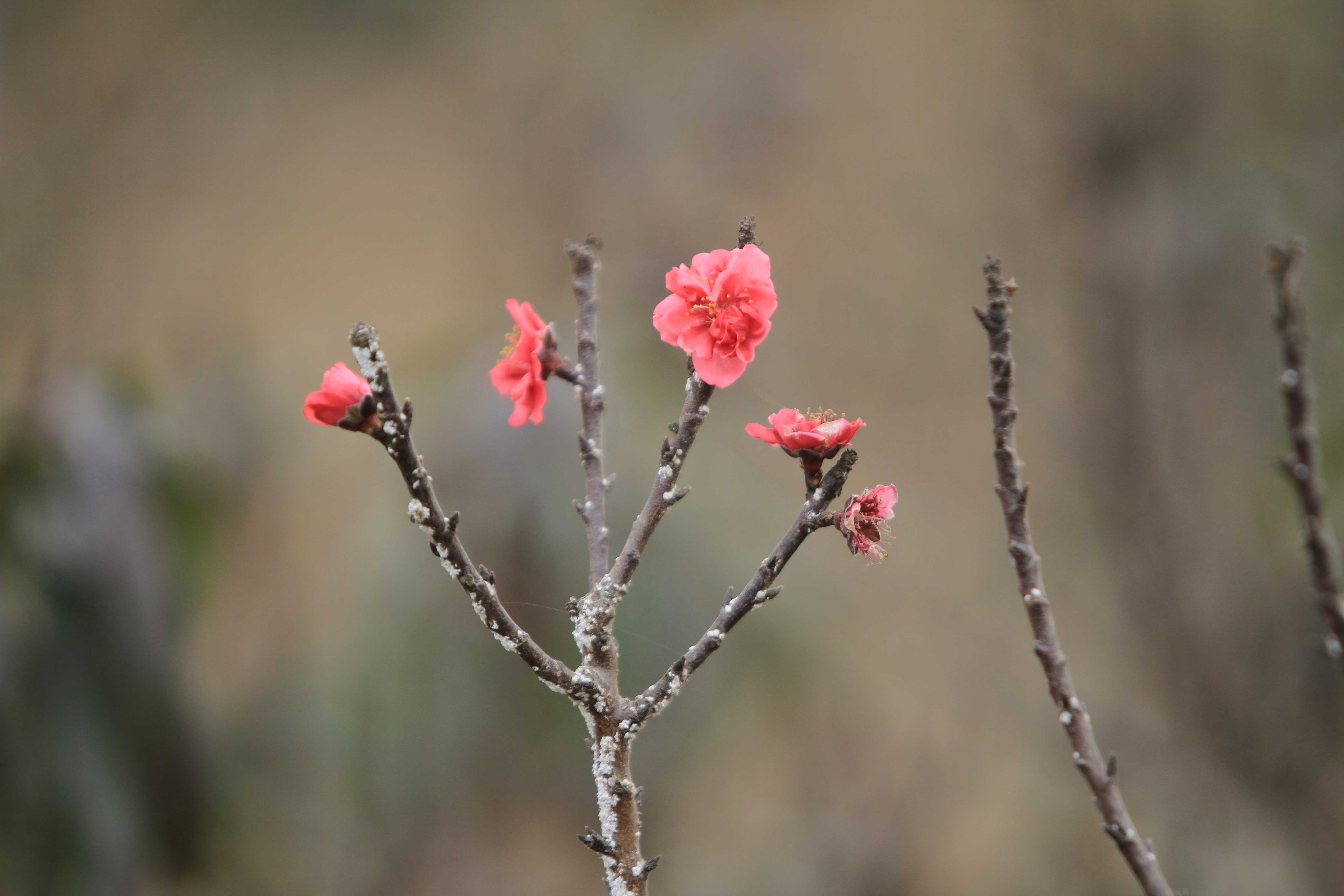 Giống đào quý này còn được người chơi gọi là “đặc sản tiến vua” và không tiếc tiền mua. Với đặc trưng vốn có của đào thất thốn, hiện số người trồng thành công, ép cho hoa nở đúng dịp Tết chỉ đếm trên đầu ngón tay. Cũng vì thế, không phải có ai tiền cũng có thể sở hữu được một chậu thất thốn trưng trong nhà ngày Tết. Ảnh: Vietnamplus. Xem thêm: Điều gì làm nên giá đắt đỏ của đào thất thốn?