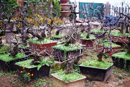 Đào thất thốn giá thấp nhất 10 triệu đồng/cây Do màu hoa đẹp, giống đào quý và hiếm nên đào thất thốn đang là một trong những loại cây trưng Tết được nhiều người có tiền săn lùng. Hiện nay, trên thị trường miền Bắc, một cây đào thất thốn chớm nụ vào đúng dịp Tết có giá từ 10 – 30 triệu đồng, nhưng cây đặc biệt có thể lên đến 50 triệu đồng/cây. Ảnh: Chính Phủ.