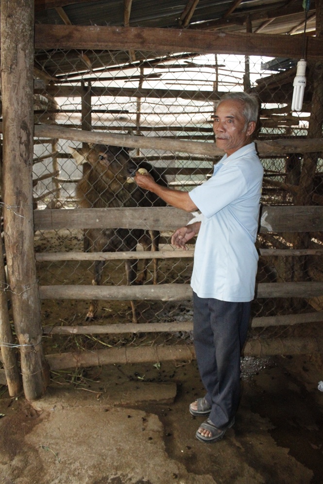 Ông Mẫn là người nuôi nai thành công nhất ở An Giang... Đọc thêm tại: http://nongnghiep.vn/nuoi-nai-hieu-qua-o-an-giang-post137145.html | NongNghiep.vn