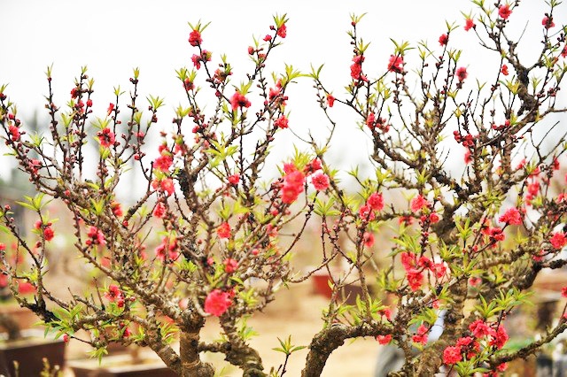 Dieu gi lam nen muc gia dat do cua dao that thon? hinh anh