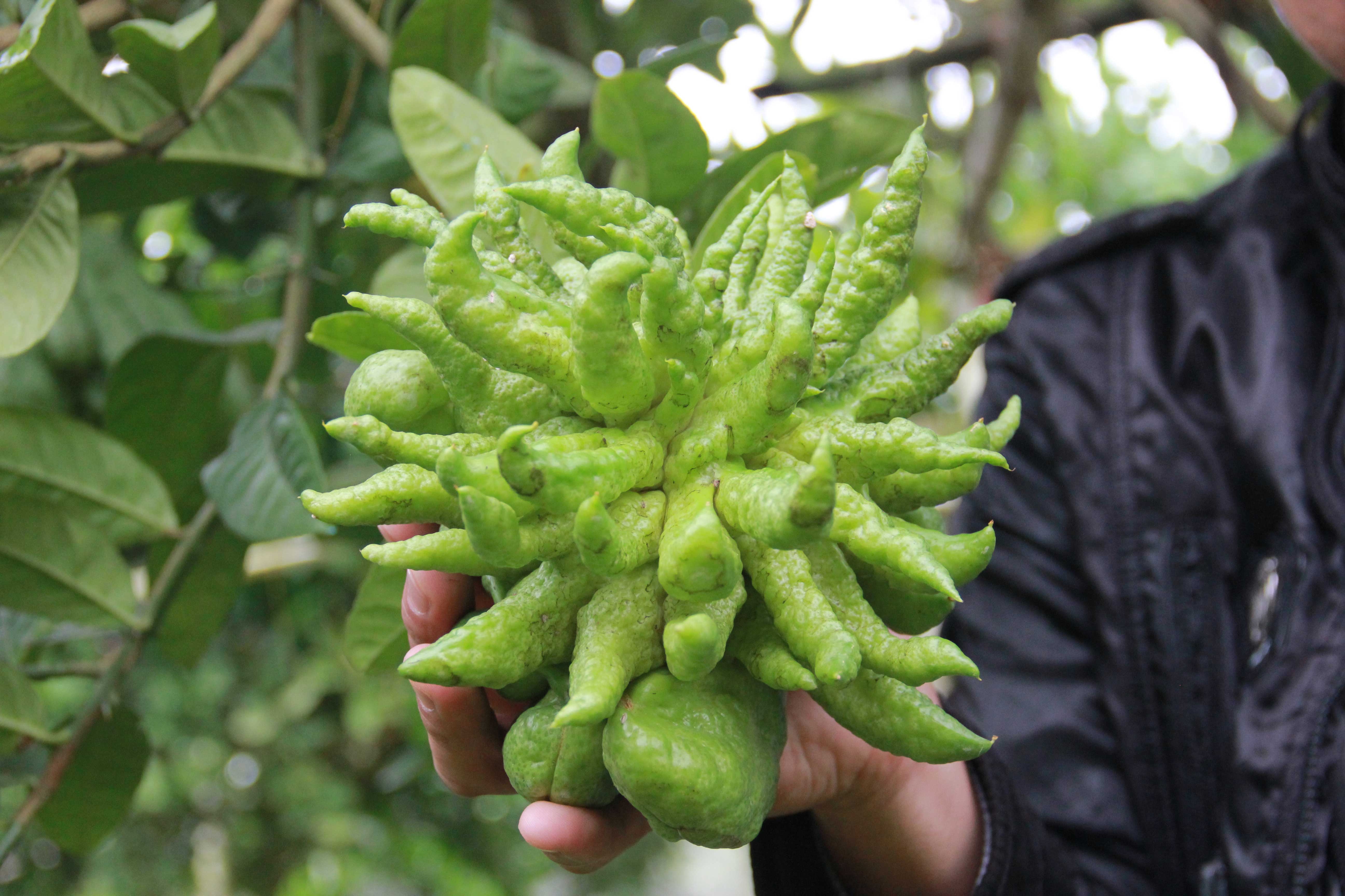 Quả phật thủ “Thịnh-Suy-Bĩ-Thái” giá 10 triệu đồng Là một trong những loại quả không ăn được nhưng phật thủ lại được rất nhiều người ưa chuộng và sẵn sàng trả giá cao để trưng Tết. Quả phật thủ đẹp được đánh giá là quả to, nhiều tầng, quả có nhiều