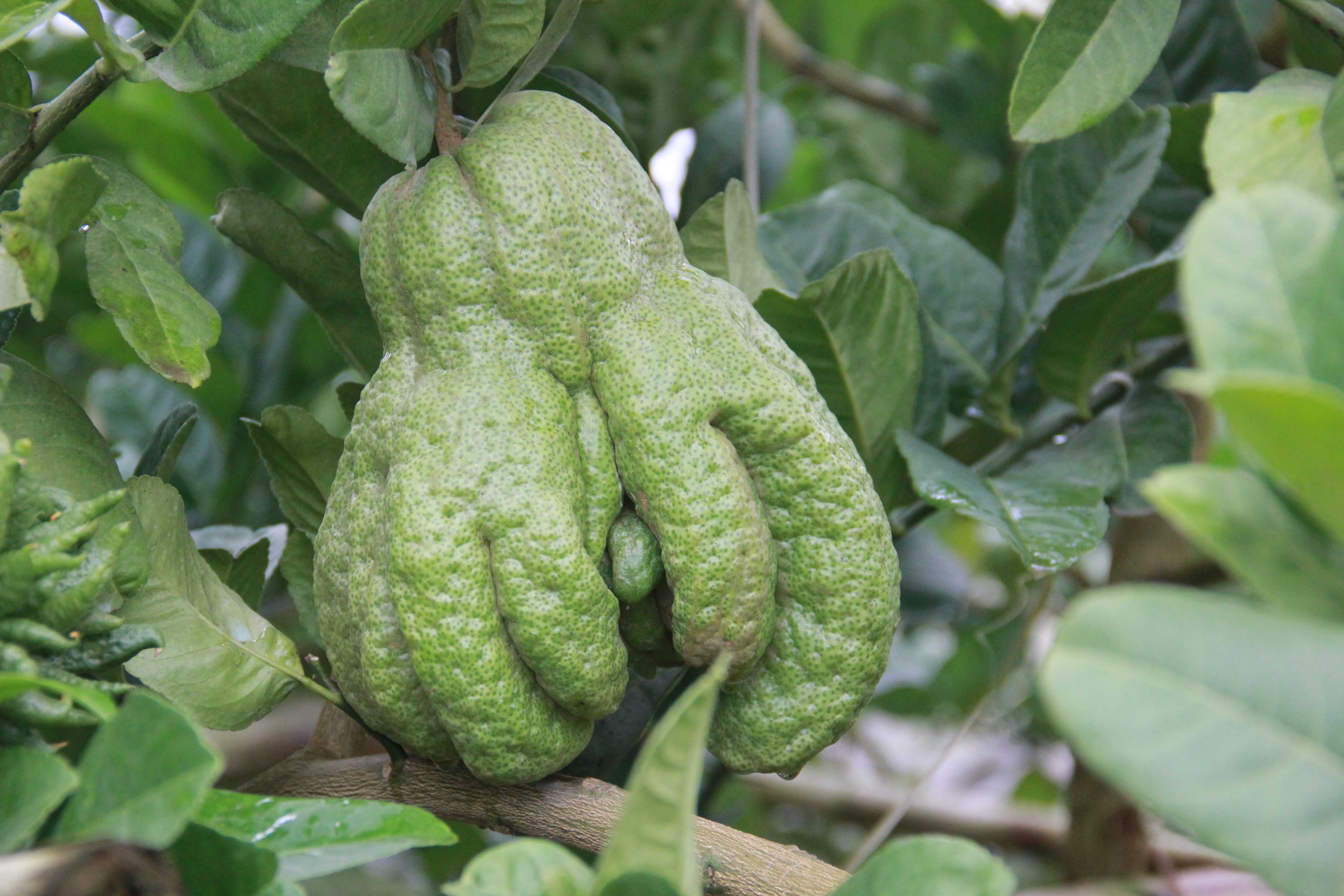 Nhiều người cho rằng, hình dáng của trái Phật thủ như bàn tay của Đức Phật đang chắp ngón cầu nguyện, mang lộc đến cho gia chủ vào năm mới. Nên nếu thờ quả phật thủ càng to, càng đẹp thì sẽ càng nhiều lộc. Cũng vì lẽ đó, cứ dịp gần Tết Nguyên Đán, dù bận mải nhưng nhiều người vẫn không tiếc tiền bạc và thời gian đến tận vườn để chọn mua những quả đẹp nhất về trưng thờ.