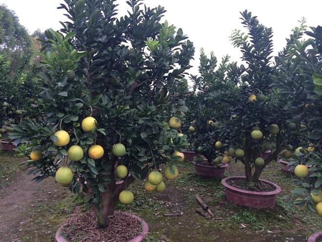 Được biết, đây là giống bưởi Diễn, được chủ nhân mua về và thuê người tạo thế, uốn tán trong 4 năm. Cây cao khoảng 2 m, sai trĩu quả, lá xanh và có cả lộc, lá non. Anh vẫn đang hi vọng thời gian Tết được trả giá cao hơn, bởi mặt hàng này không đại trà, nên có khi người có tiền cũng khó mua được. Ảnh: Minh Chính.