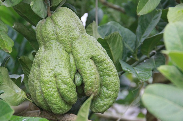 Nhung loai cay, qua duoc gioi nha giau san lung chung Tet hinh anh