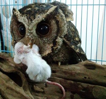 100.000 dong mot con cu meo o Ha Noi hinh anh