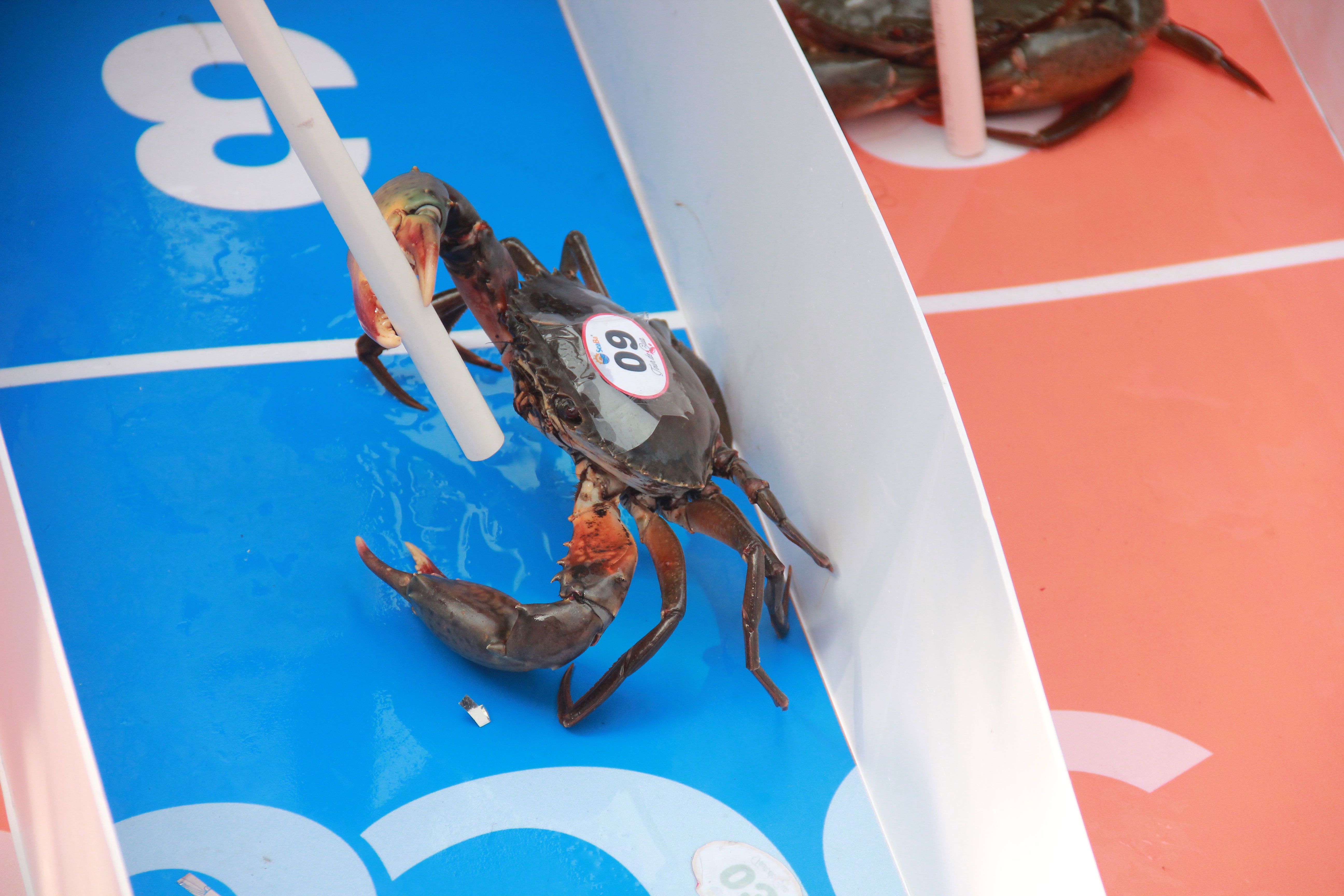 Các chú cua khá cứng đầu khiến người điều khiển rất khó khăn. 