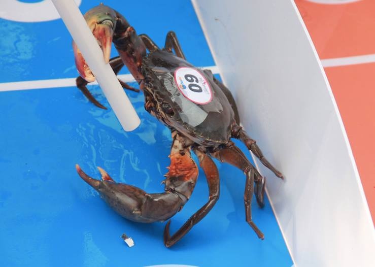 Nha hang mo cuoc dua cua, thuong nguoi thang 1 trieu dong hinh anh