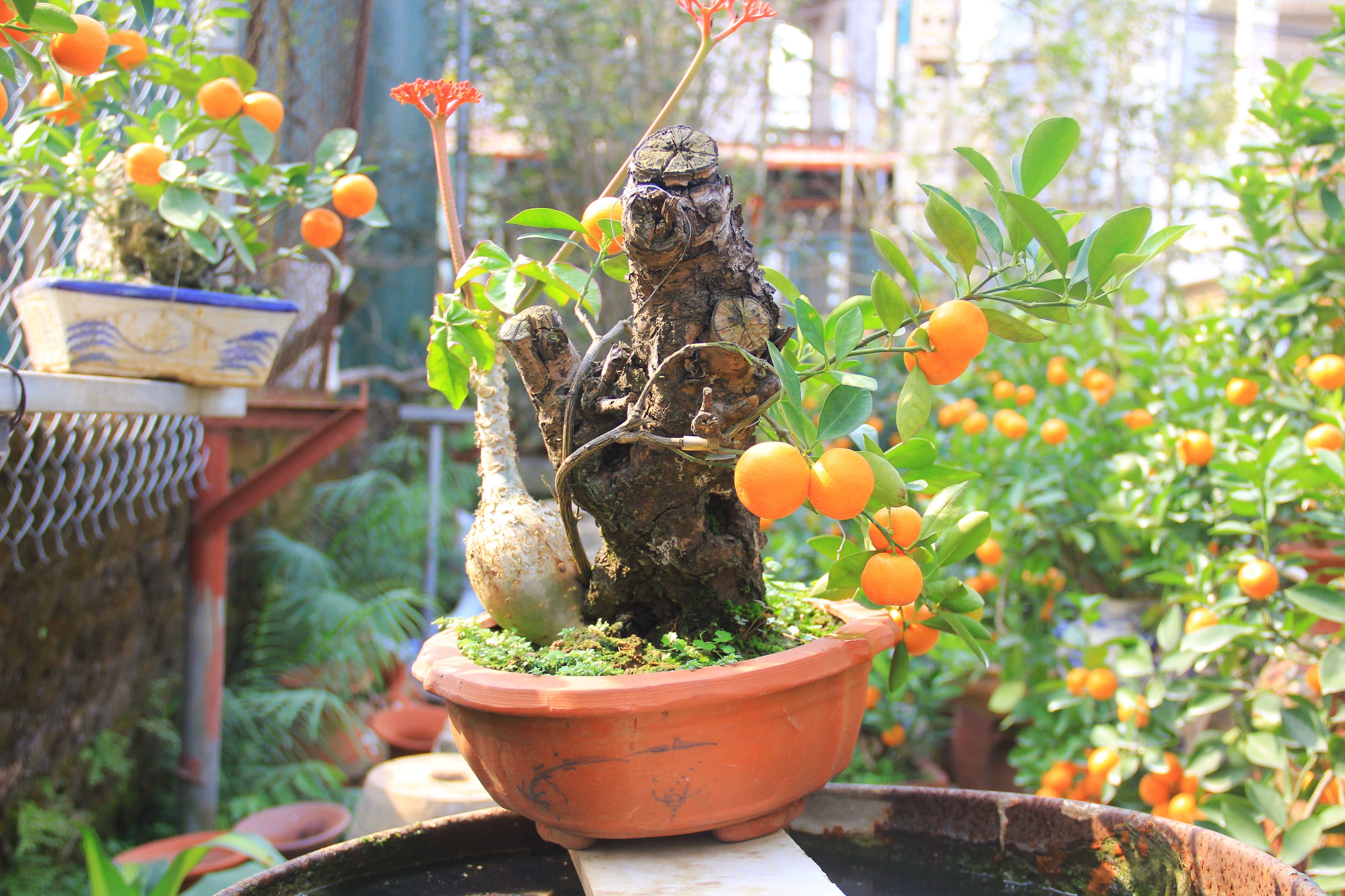 Những cây quất nhỏ bắt đầu được trồng trong chậu, bình gốm sau đó được các nhà vườn uốn, nắn thành nhiều dáng khác nhau. Để hoàn thiện được một dáng quất bon sai đẹp, đúng ý người chủ phải mất 2 - 3 năm, thậm chí lên đến 5 năm. Trừ tiền công chắm óc thì chi phí cho mỗi chậu quất tương đương với quất trồng đất, khoảng 500.000 - 1 triệu đồng/năm. 