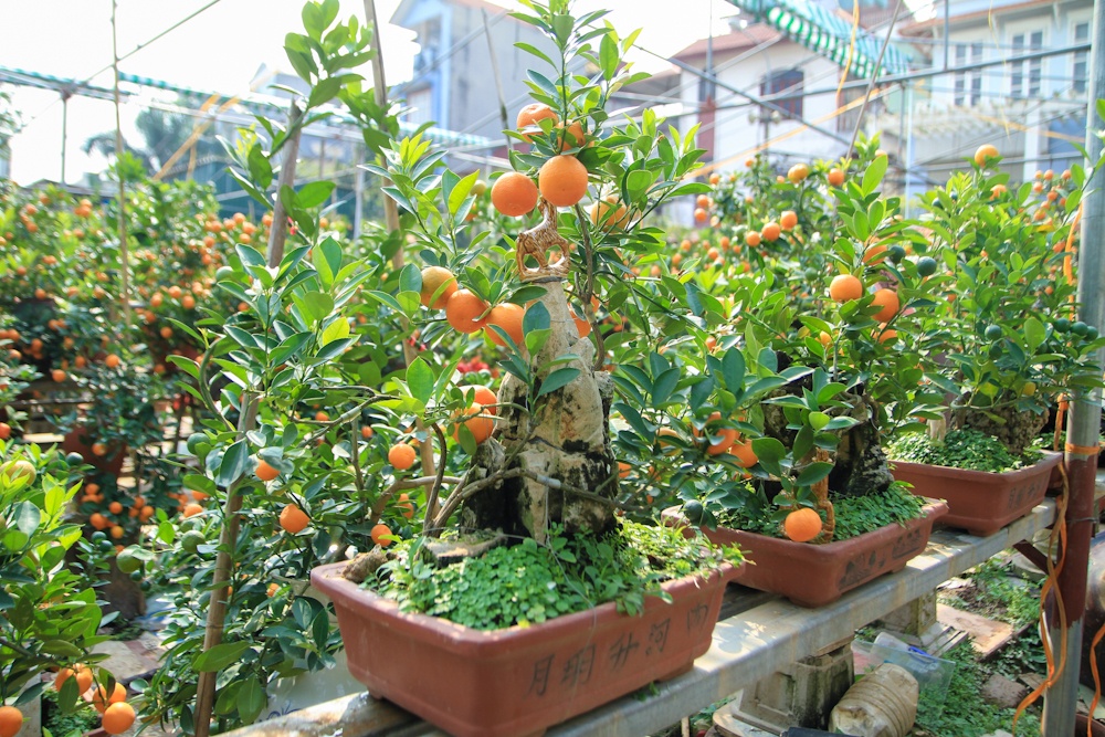 2 trieu dong mot chau quat bon sai o Ha Noi hinh anh