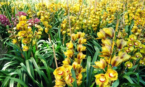 Dia lan chuc trieu, chon sao de khong bi ho? hinh anh