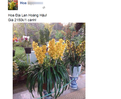 Các cửa hàng hoa đã rậm rịch rao giá bán địa lan ngày Tết.