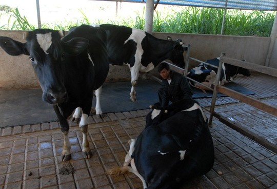 Lam Dong thao go vu nong dan do sua hinh anh