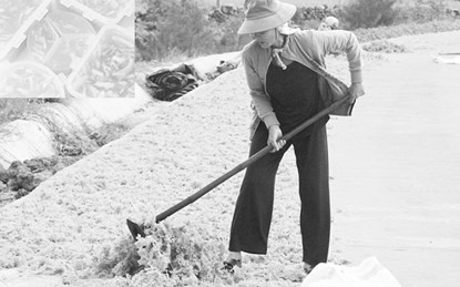 Ra Hoang Sa thu rau cau chan vit hinh anh