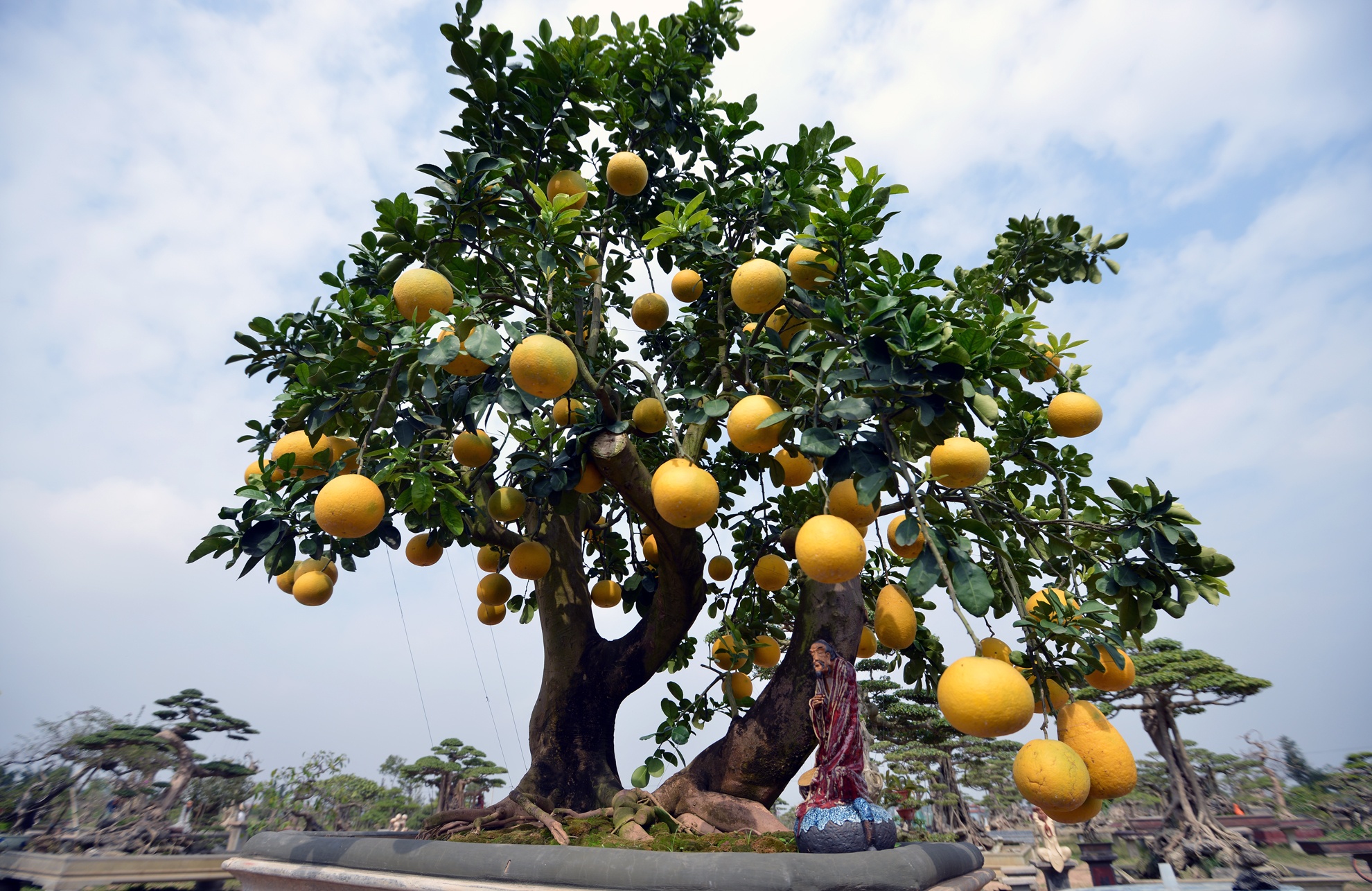 Cay buoi 68 qua dang co thu doc tram trieu chua ban hinh anh