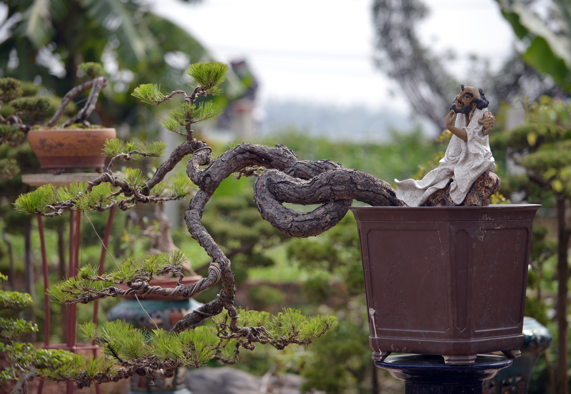 Vuon kieng tien ty cua nghe si xiec Ha thanh hinh anh